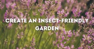 insect friendly plants