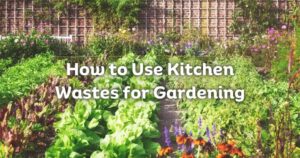 How to use Kitchen Waste for Gardening